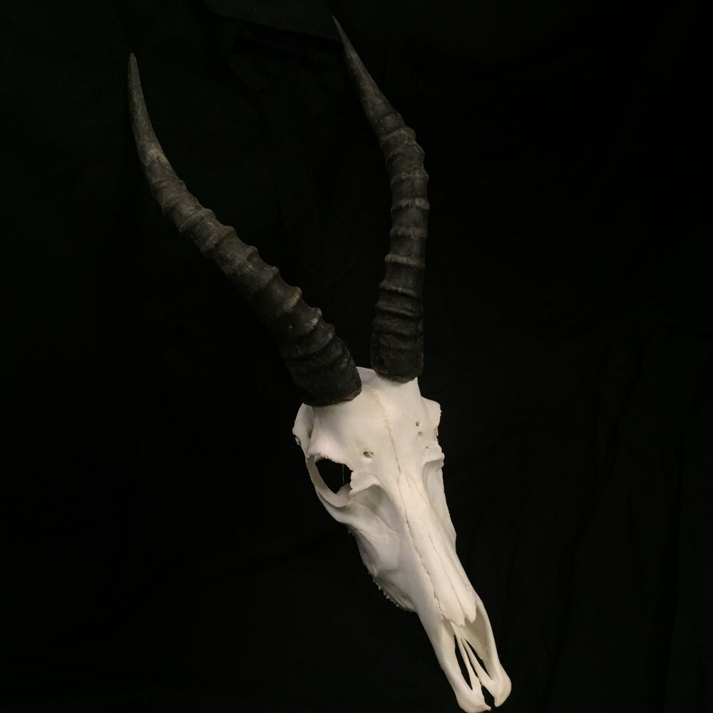 BLESBOK SKULL — The Strange And Unusual